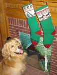 golden retriever with Christmas stocking